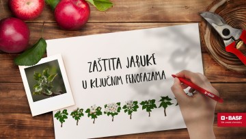 Jabuka
