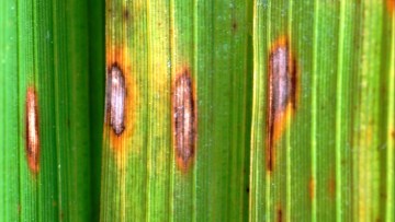 Katalog bolesti, korova i štetočina