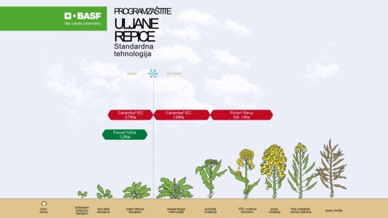 Program zaštite uljane repice standardna tehnologija