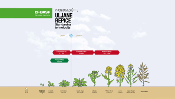 Program zaštite uljane repice standardna tehnologija