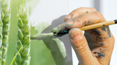 Navura® - fungicid za zaštitu lista i klasa