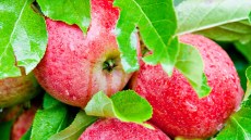 Nealta® - Maksimalno precizno