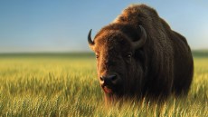 Mizona® - fungicid za zaštitu pšenice i ječma od bolesti