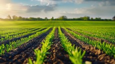 Tercero® – herbicid za zaštitu pšenice i ječma