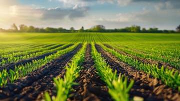 Tercero® – herbicid za zaštitu pšenice i ječma