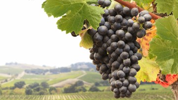 Primena u vinovoj lozi