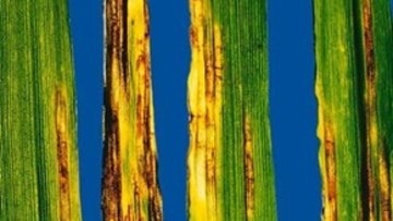 Mrežasta pegavost ječma