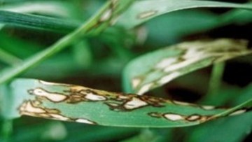 Siva pegavost ječma