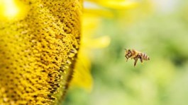 Pčele i poljoprivreda