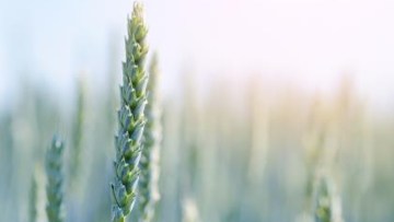 Zaštita pšenice