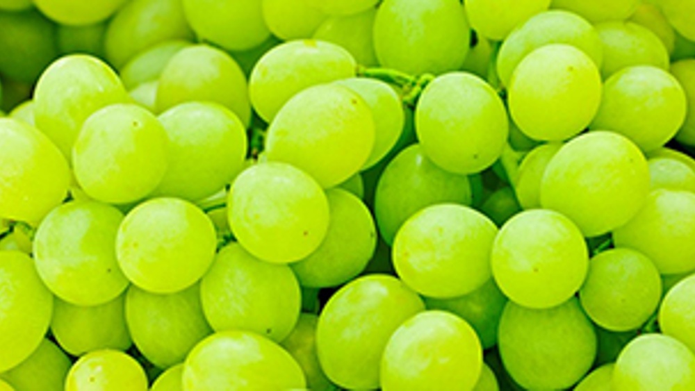 Orvego® fungicid - BASF poljoprivredna rešenja