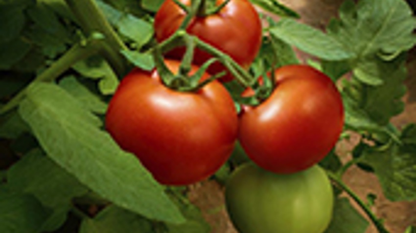 Orvego® fungicid - BASF poljoprivredna rešenja