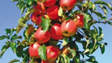 Regalis® Plus