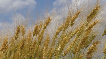 Ozima durum pšenica