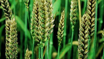 Program zaštite pšenice